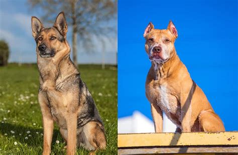 german shepherd vs a pitbull|german shepherd and pitbull breed.